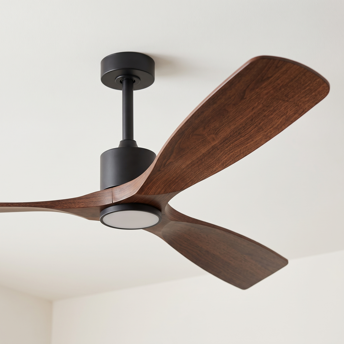 Bergerac fan — walnut grain detail